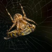 Spider with Hoverfly 